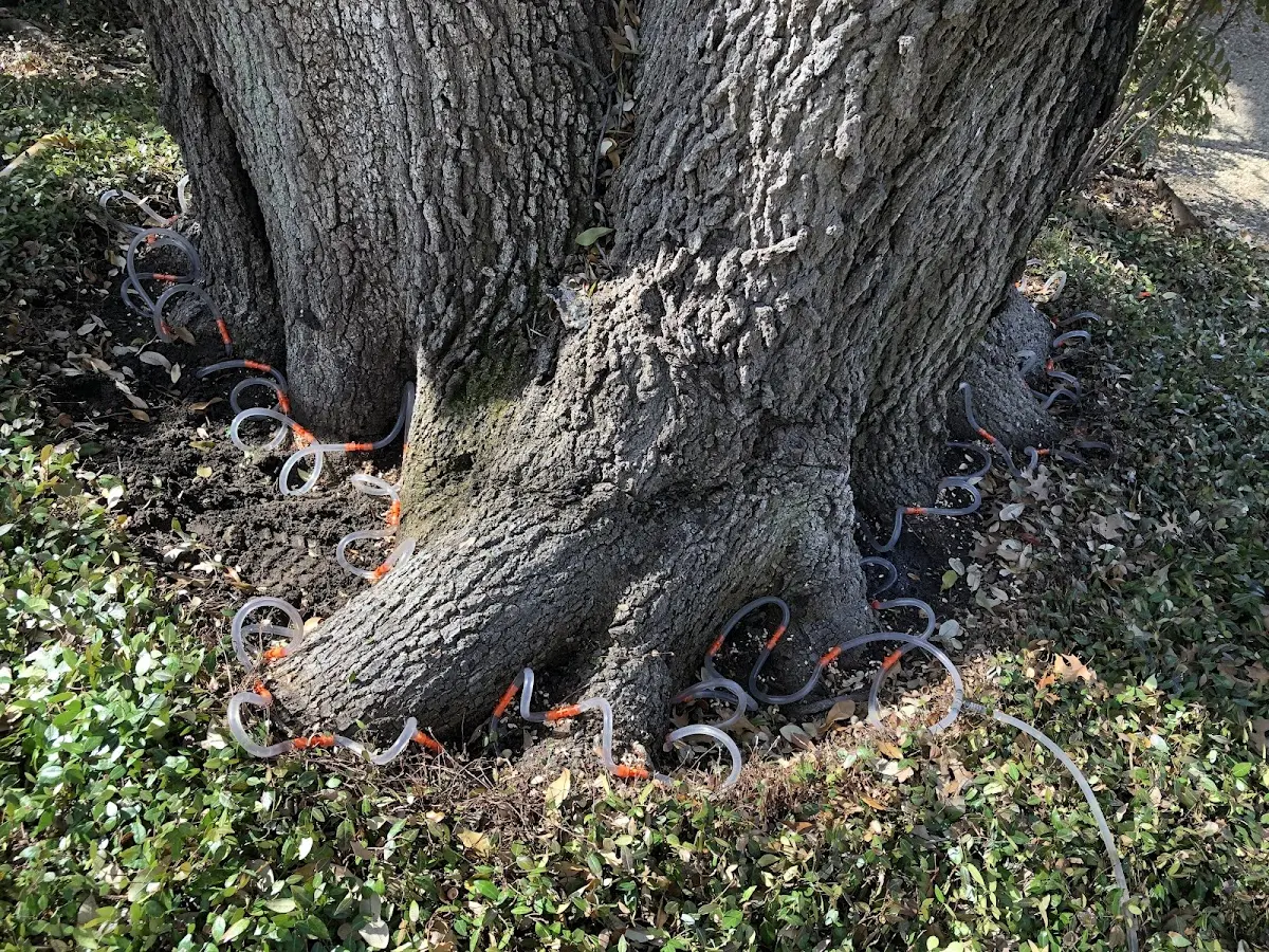 Detailed Tree Cabling and Bracing job site in Dalton City