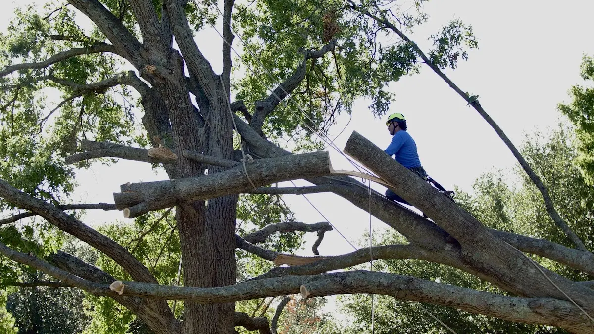 Professional Hazardous Tree Removal performed by certified arborists in Dalton City